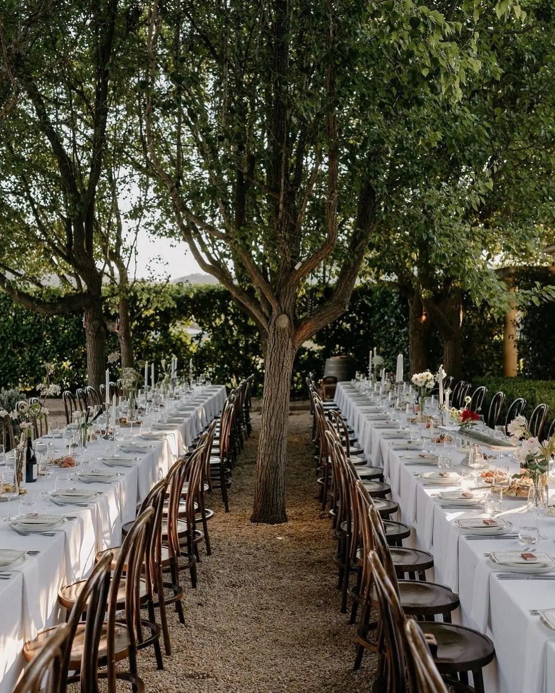 Bentwood Chairs - braun - aufZEIT